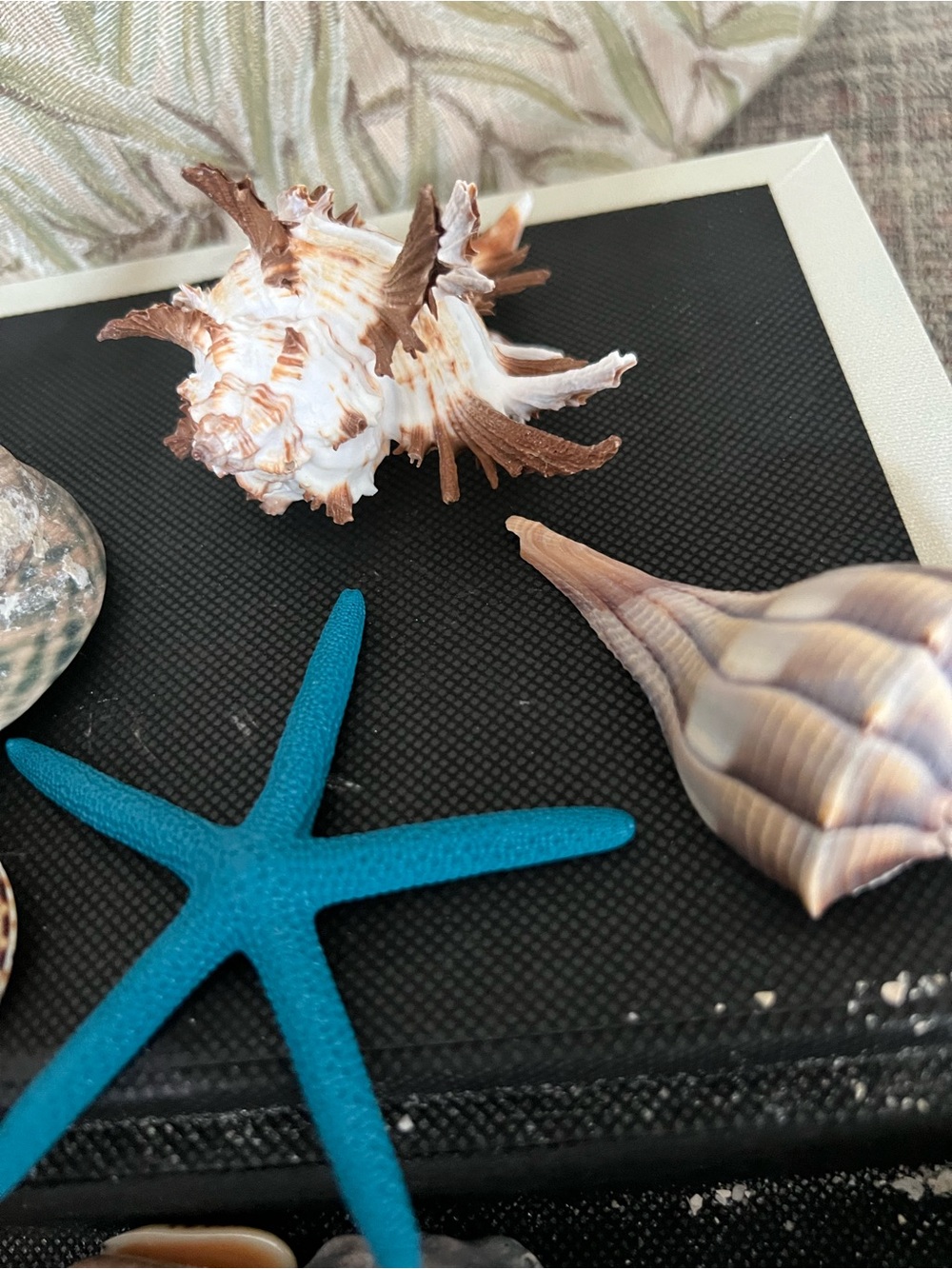 Shell Collection with Shell Box - Picture 3 of 8
